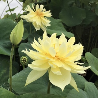 7 เมล็ด เมล็ดบัว สีเหลือง ดอกใหญ่ สายพันธุ์เมล็ดบัว ดอกบัว Lotus seeds.