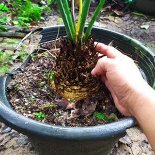 หน่อ ปรงชะเมา (Cycas chamaoensis) หายากมาก นานๆจะมาสักที มีจำนวนจำกัด