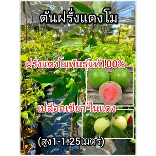 ต้นฝรั่ง ฝรั่งพันธุ์แตงโม ลูกใหญ่ หวาน อร่อย (สูง1-1.25เมตร)