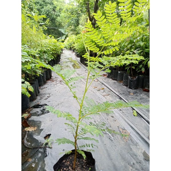 ต้นนนทรีป่า สูง 30-50ซม. ในถุงขนาด3.5×9นิ้ว ส่งฟรี