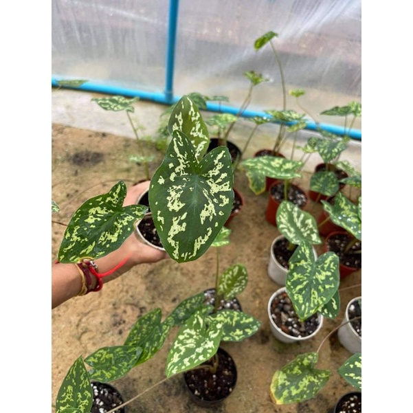 บอนเสือพราน Alocasia hilo beauty