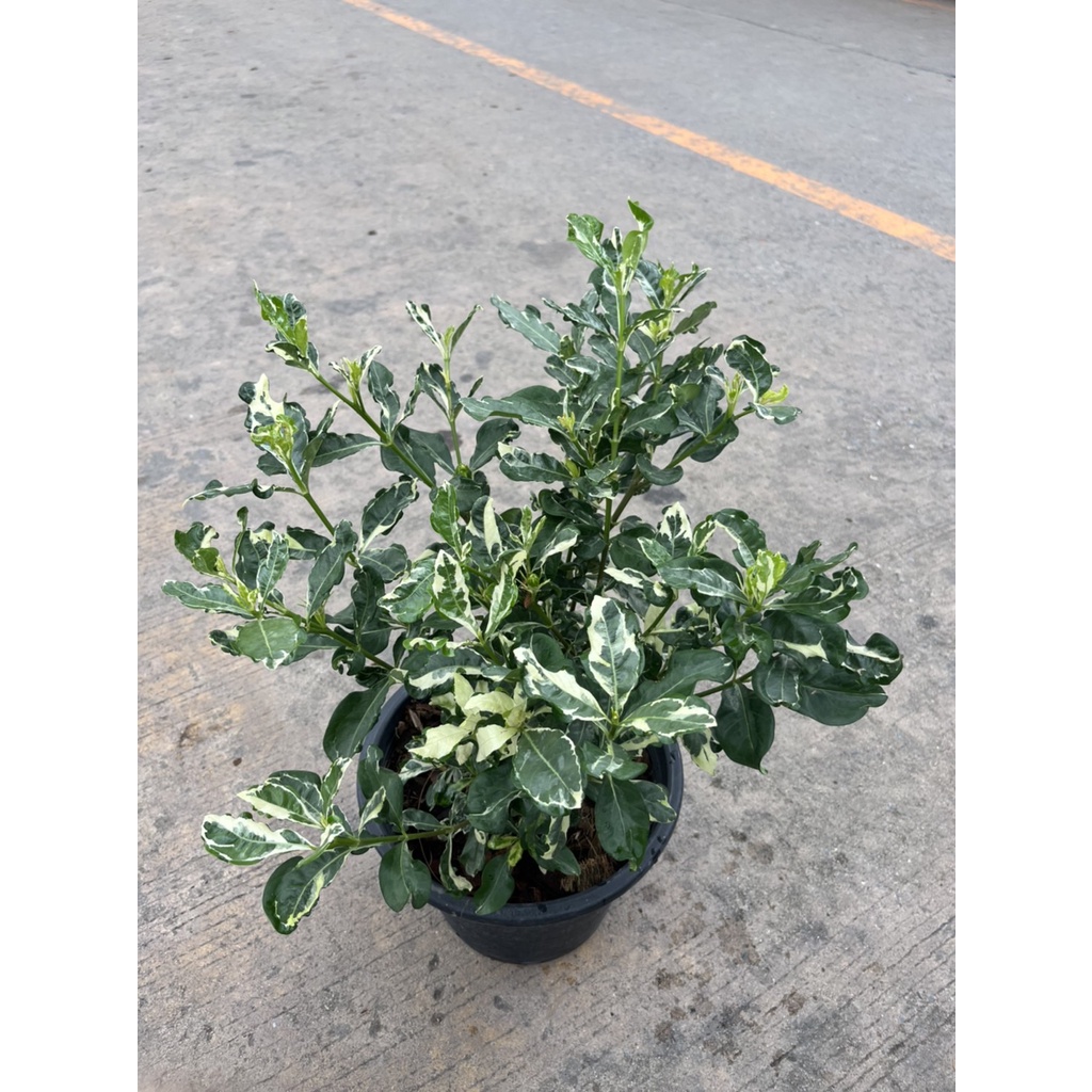 พุดซ้อนด่าง กระถาง 11 นิ้ว – Variegated Cape Jasmine