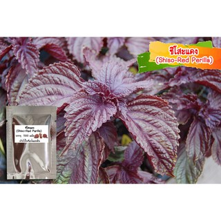 เมล็ดพันธุ์ชิโสะแดง  (Red Shiso) 500 เมล็ด เมล็ดพันธุ์ใบงาเกาหลี เมล็ดใบงาเกาหลี เมล็ดพันธุ์ชิโสะ เมล็ดพันธุ์ใบงาเกาหลี