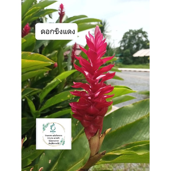 ขิงแดง red gingers ไม้ดอกประดับออกดอกทั้งปี ดอกทานได้ หัวทานได้ ไม้ประดับ จัดสวนบาหลี