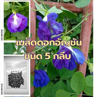 เมล็ดพันธุ์ ดอกอัญชัน กลีมซ้อน เทพรัตนไพริน63 5 กลีบ ชุด 30-100 เมล็ด