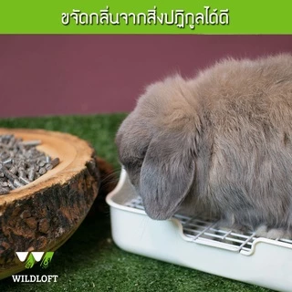 CatHoliday ไวล์ดลอฟ ขี้เลื่อยอัดแท่ง ขนาด 4 ลิตร Wildloft Activated Charcoal ขี้เลื่อยอัดแท่งไม้สน ขี้เลื่อยชาร์โคล