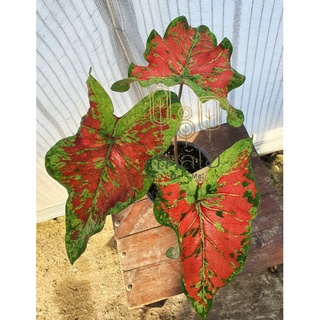 Caladium Mesmerized (บอนสี เมสเมอไรซ์) ไม้นำเข้าจากฮอลแลนด์