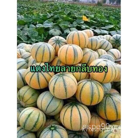 Muskmelon ถูกที่สุด พร้อมโปรโมชั่น ก.ย. 2023|BigGoเช็คราคาง่ายๆ