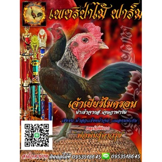 ไข่ไก่ชนสายเลือดเงินล้านพิเศษ 3ฟอง280บาท