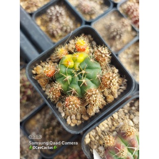 Gymnocalycium damsii ด่าง