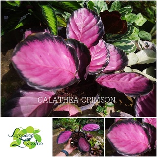 👑ต้นคล้าคริมสัน CALATHEA CRIMSON ไม้ฟอกอากาศ ไม้กระถาง ไม้ใบ 👑