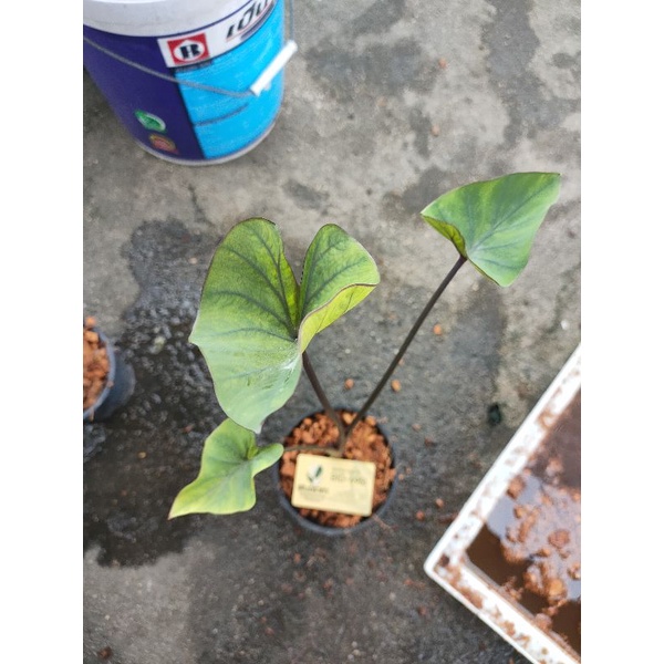 colocasia coffee cup 250 บาท บอนใบถ้วย