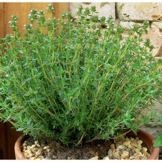 เมล็ด ไทม์ - Thyme บรรจุ:   500-1000    เมล็ด/ซอง