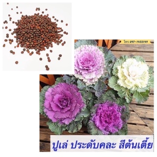 เมล็ดคะน้าปูเล่ประดับ คละสี  30เมล็ด  เมล็ดนำเข้า พันธุ์แท้ 100%   คละสี(Brassica oleracea var. capitata