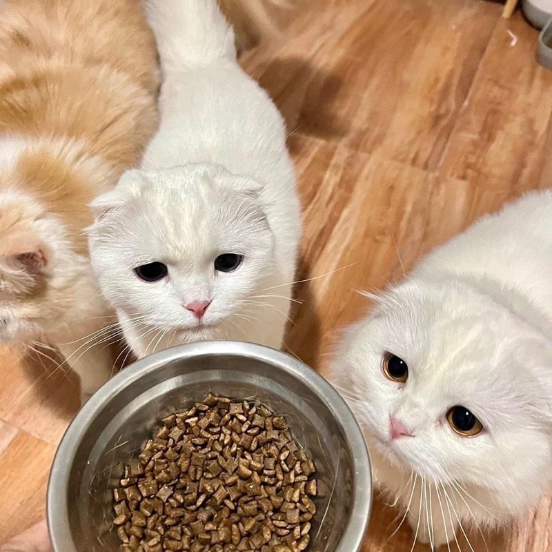 (ไม่มีซิปล็อคนะคะ)Smart Heart Gold สมาร์ทฮาร์ทโกลด์ สำหรับแมวอายุ 1 ปีขึ้นไป ขนาด 7kg - รูปที่ 7