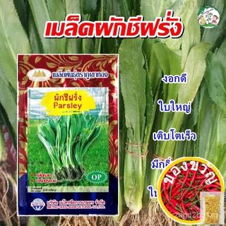 เมล็ดผักชีฝรั่ง Parley เมล็ดพันธุ์ผักชีฝรั่ง ผักชีฝรั่ง ผักสวนครัว เมล็ดพันธุ์ผัก ตราภูเขาทองCabbageFlowerPurityRubyColo