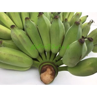 หน่อกล้วยน้ำว้า ปากช่อง 50 (Pisang Awak Banana Shoot) สั่งซื้อได้ไม่เกิน 5 หน่อต่อ 1 คำสั่งซื้อค่ะ