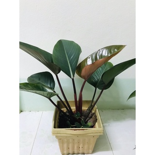 ฟิโลเดนดรอน แบล็คคาดินัล Philodendron black cardinal  หรือ กุมารดำเรียกทรัพย์