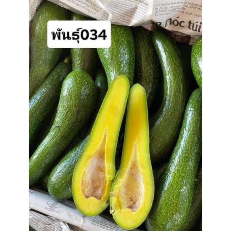 อะโวคาโด้พันธุ์ 034 ราคาต่อกิโลกรัม เหนียวหนึบ