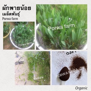 ผักพายน้อย เมล็ดพันธุ์ผักพายน้อย 15,000 เมล็ดพันธุ์ ปลูกง่าย ทนต่อโรค organic