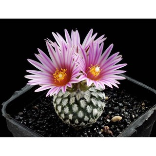 Turbinicarpus pulcherrimus (5 เมล็ด)