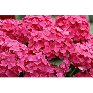 20 เมล็ด เมล็ดไฮเดรนเจีย Hydrangea Seeds สีชมพู ไฮเดรนเยียสายพันธุ์ฝรั่งเศส