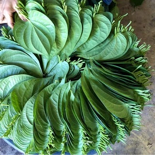 ใบพลูเขียว พลูกินหมาก ใบพลูไหว้ ใบพลูสวนแปดริ้ว ราคา1 เรียง(20ใบ) / betel leaves with betel nut 20pcs.