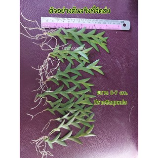 หน่อเอื้องตะขาบ เด็ดสดๆ หน่อละ 9฿