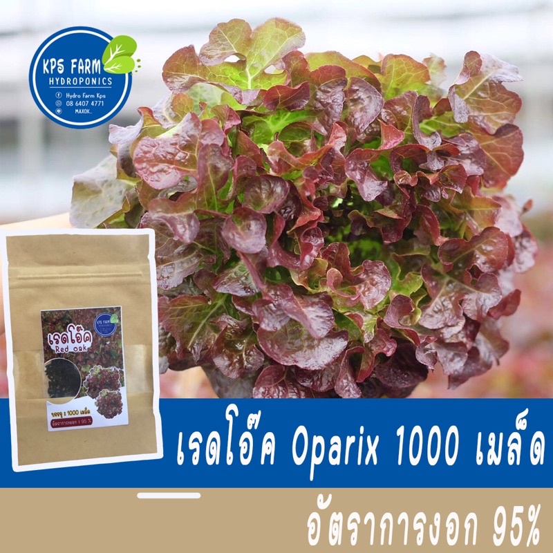 เมล็ดผักสลัด เรดโอ๊ค เมล็ดเปลือย อัตรางอก 95% (เมล็ดขาว)