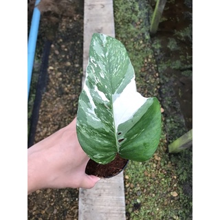 อิพิด่างขาว Epipremnum pinnatum variegated white