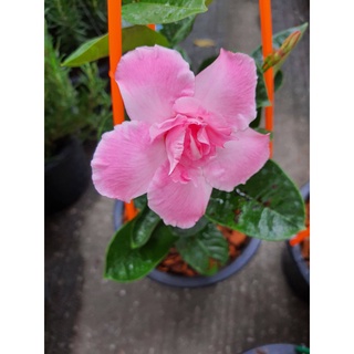 อมรเบิกฟ้า (RoseDipladenia) สีชมพู ดอกซ้อน ส่งพร้อมกระถาง8นิ้ว ตามรูป รับประกันการแพ็คอย่างดี