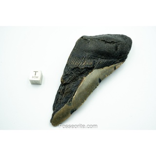 [อายุกว่า 20 ล้านปี!] #M51 ฟอสซิล ฟันฉลามยักษ์ Megalodon Fossil Tooth ขนาด 4.56" หนัก 126.4g จาก USA