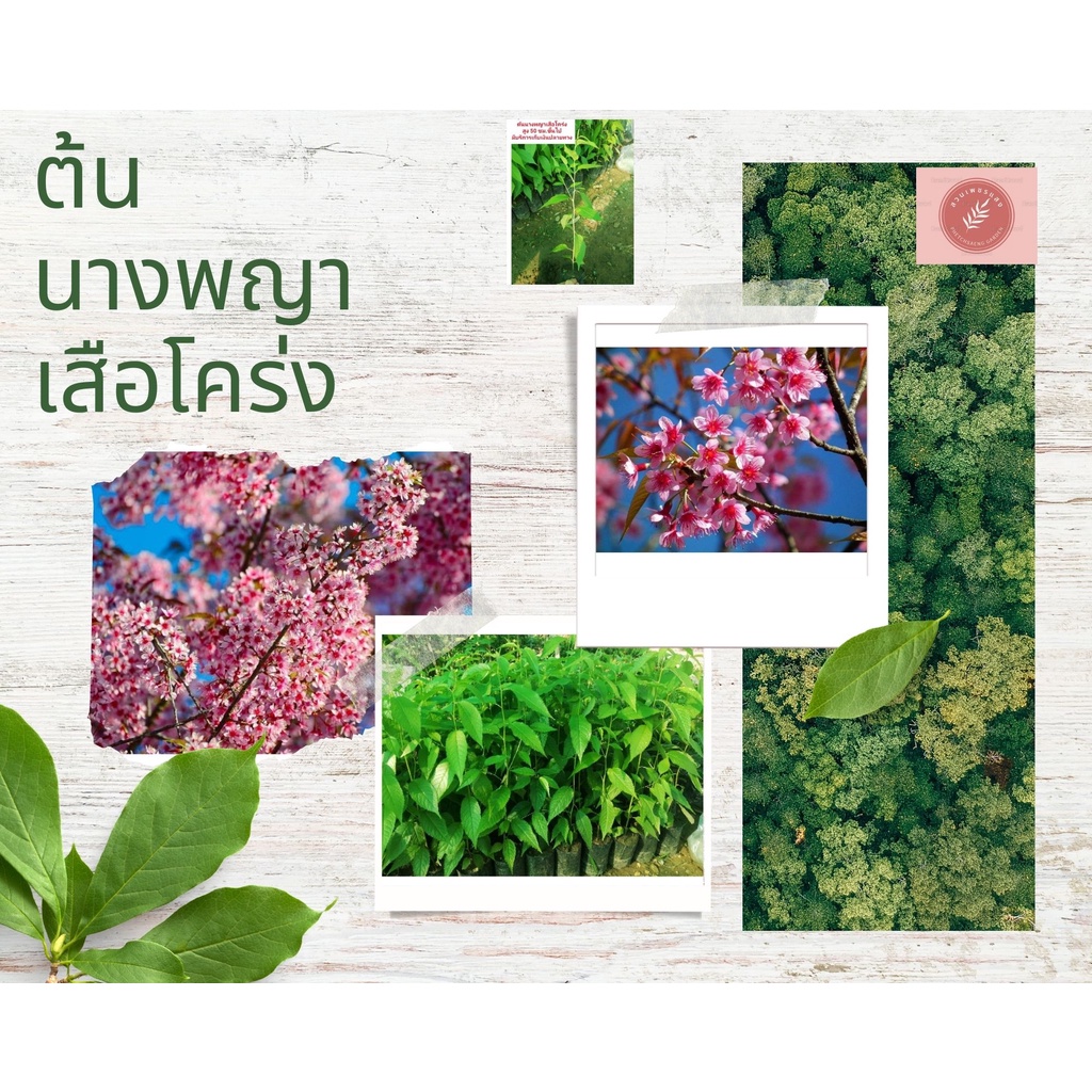 ต้นนางพญาเสือโคร่ง ราคา 29 บาทค่ะ**สินค้าขายดี**