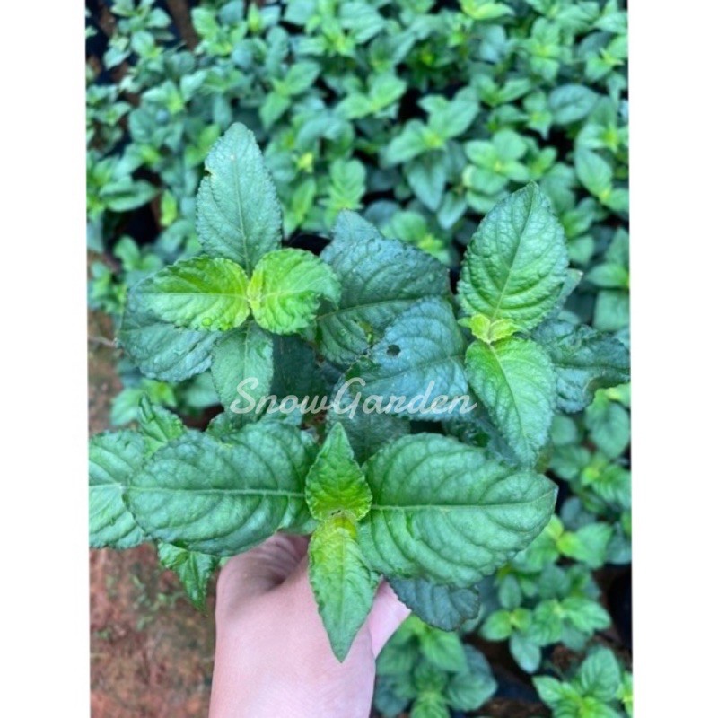ต้นเนียมหอม เนียมหอม สมุนไพรยาโบราณ🌿 ใบมีกลิ่นหอม อ้มเนียม