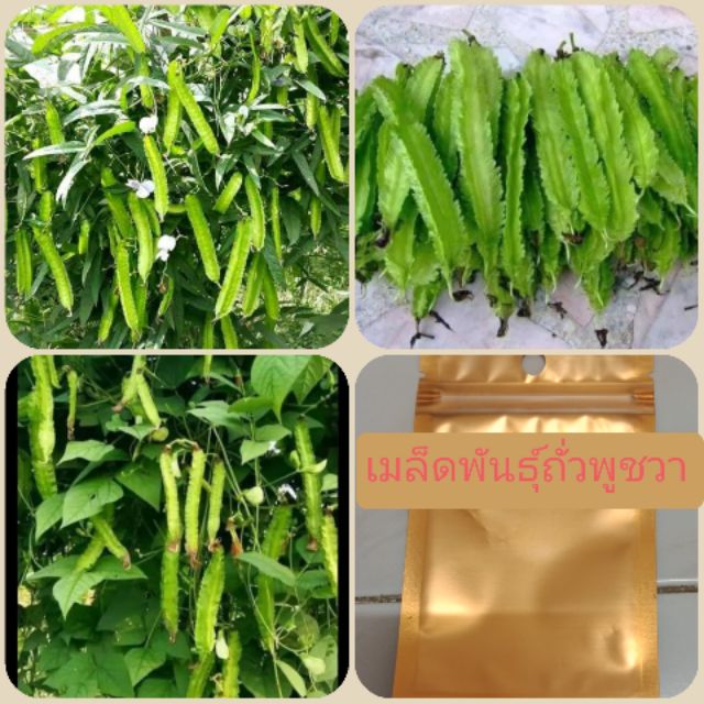 เมล็ดพันธุ์ถั่วพู ดกมาก (ซื้อ3ซอง แถมฟรี 1 ซอง