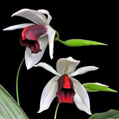 Coelogyne usitana กล้วยไม้แปลก ดอกสวย สีแดง ไม้สะสม