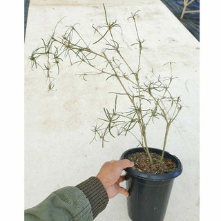 ต้นยูโฟร์เบีย เฮดิโอทอยเดส Euphorbia hedyotoides N.E.Br. กระถาง 5 นิ้วทรงสูง