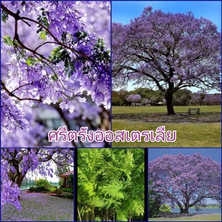 ต้น"Jacaranda..Australia"...ดอกช่อสีม่วงสวยงาม