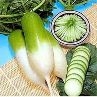 แรดิชหยก📌ญี่ปุ่น🎯ถูกที่สุด10บ.🎯เมล็ดพันธุ์แรดืชหยกญี่ปุ่น 20-100 เมล็ด🎈ปลูกง่าย🌱หัวใหญ่☘️สีสวย🎈รสชาติดี
