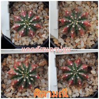 ยิมโนด่าง โคลนชื่อ ศิลามณี สีแดงสวย ชำหน่อ รากมาแล้ว ขนาดประมาณ 2-3 ซม.