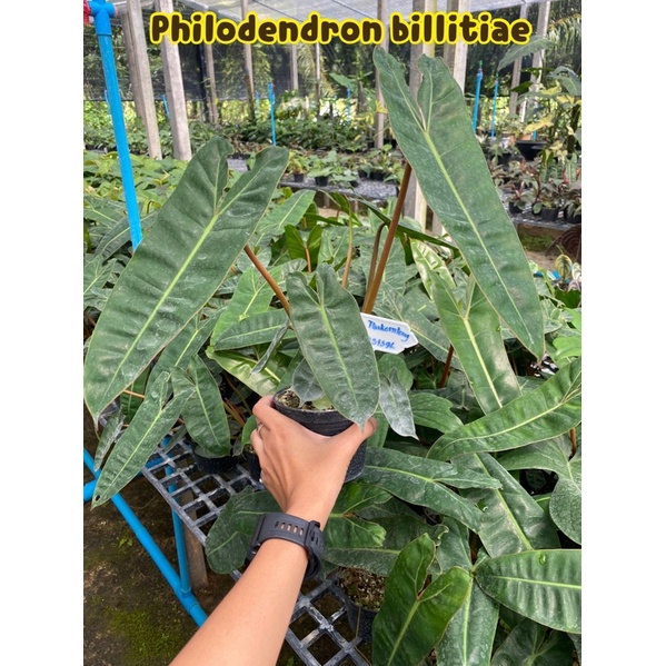 🌿 Philodendron billitiae ก้านส้มเขียว 🌱