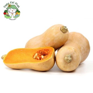 เมล็ดพันธุ์ ฟักทองบัตเตอร์นัท 25 เมล็ด Waltham Butternut Squash เมล็ดพันธุ์แท้ จากต่างประเทศ ปลูกง่าย ไม่กลายพันธุ์ผักชี