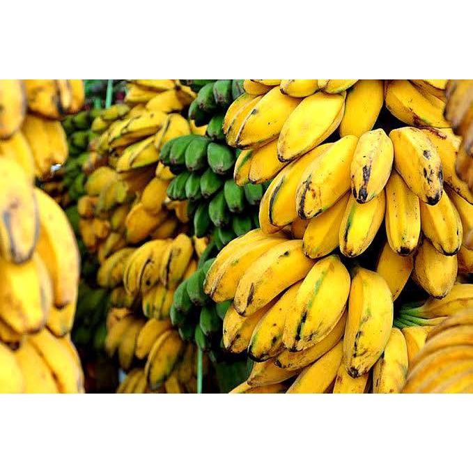 ต้นกล้วยหิน (1 ต้น/แพ็ค) กล้วยพันธุ์ใหญ่ยักษ์ เนื้อแน่นรสหวาน แปรรูปได้หลากหลาย ลำต้นสูง 40-60 ซ.ม. - รูปที่ 6