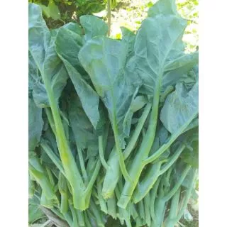 เมล็ดพันธุ์คะน้ายอด 1000 เมล็ด 5 เเถม 1คละได้]