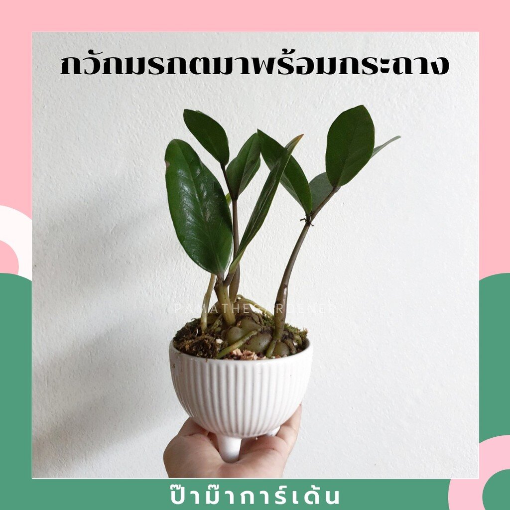 ต้นกวักมรกต มาพร้อมกระถางเซรามิค ขนาด 3นิ้ว