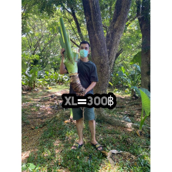 1แถม1 XL320บอนกระดาดยักษ์  ต้นบอลกระดาษยักษ์ #ต้นบอนกระดาด หายากมาก