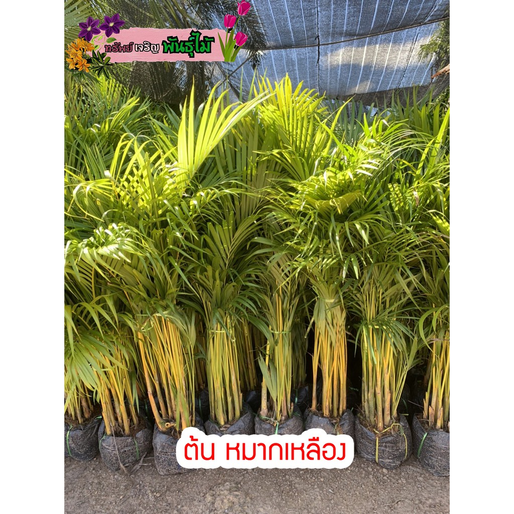 ต้น หมากเหลือง สูง 90-100 cm.ไม้ฟอกอากาศ ไม้ประดับ พุ่มใหญ่ กอหนาสวย พร้อมส่ง สำคัญกรุณาสั่งซื้อในเวลา12:00น.-00:00น.
