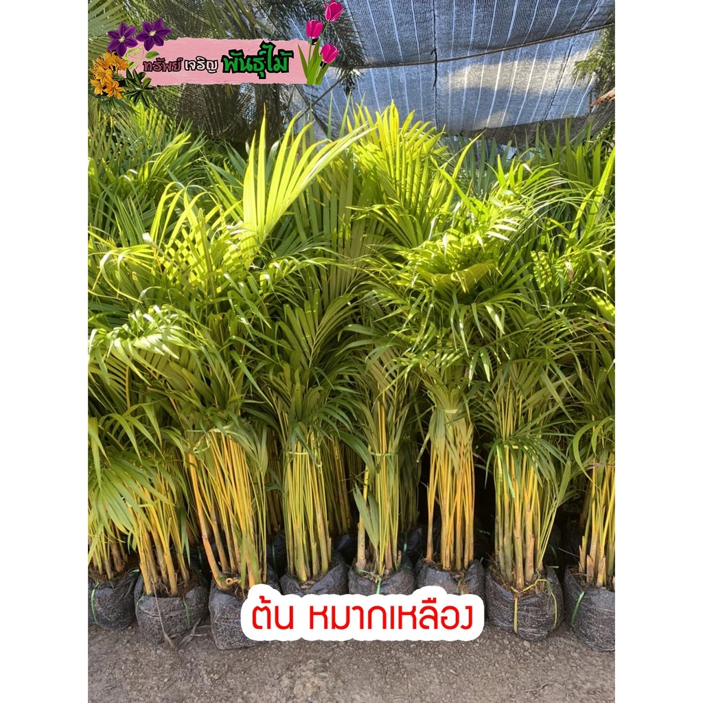 ต้น หมากเหลือง สูง 90-100 cm.ไม้ฟอกอากาศ ไม้ประดับ พุ่มใหญ่ กอหนาสวย พร้อมส่ง สำคัญกรุณาสั่งซื้อในเวลา12:00น.-00:00น.