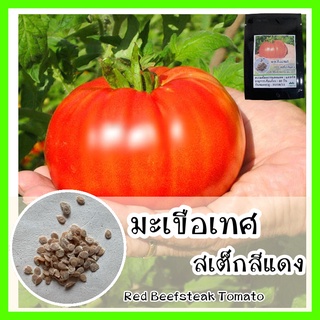 พร้อมส่ง ❗❗ รหัส 069 เมล็ดพันธุ์แท้ OP แท้ มะเขือเทศสเต็กสีแดง - Red Beefsteak Tomato ลูกใหญ่ เนื้อเยอะ เนื้อนุ่ม