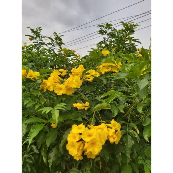 ทองอุไร ส่งพร้อมกระถาง5.5นิ้ว